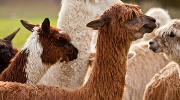 What’s Softer than Cashmere and Stronger than Wool?  Alpaca!