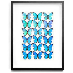 Morpho Butterfly Palette - Form nd Pheromone by Christopher Marley