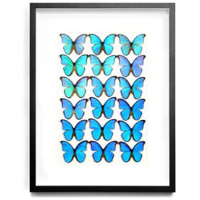 Morpho Butterfly Palette - Form nd Pheromone by Christopher Marley Morpho Butterfly Palette - Form nd Pheromone by Christopher Marley