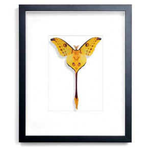 Giant Comet Moth - Form and Pheromone by Christopher Marley